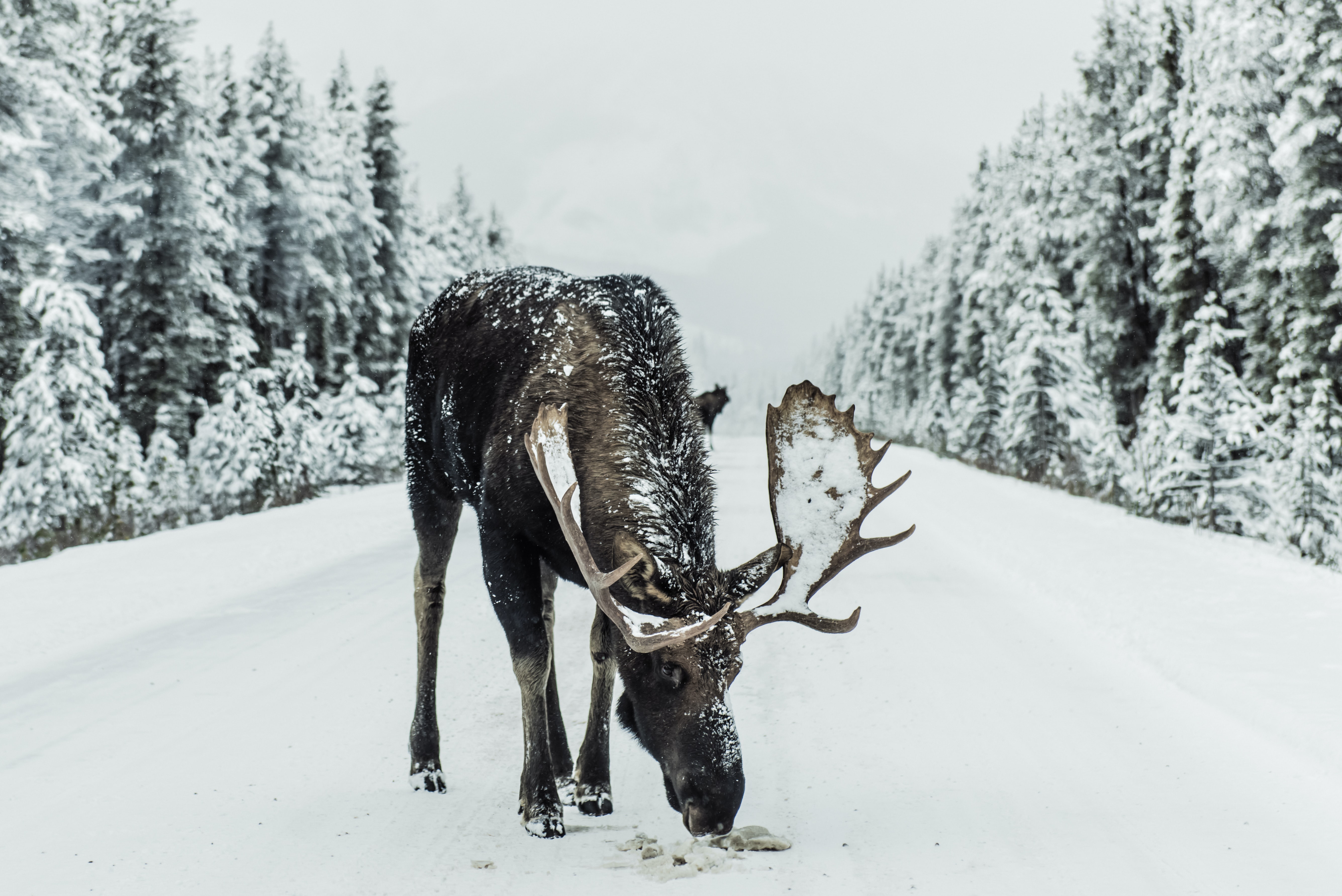 Moose / Rubber Nosed Swamp Donkey